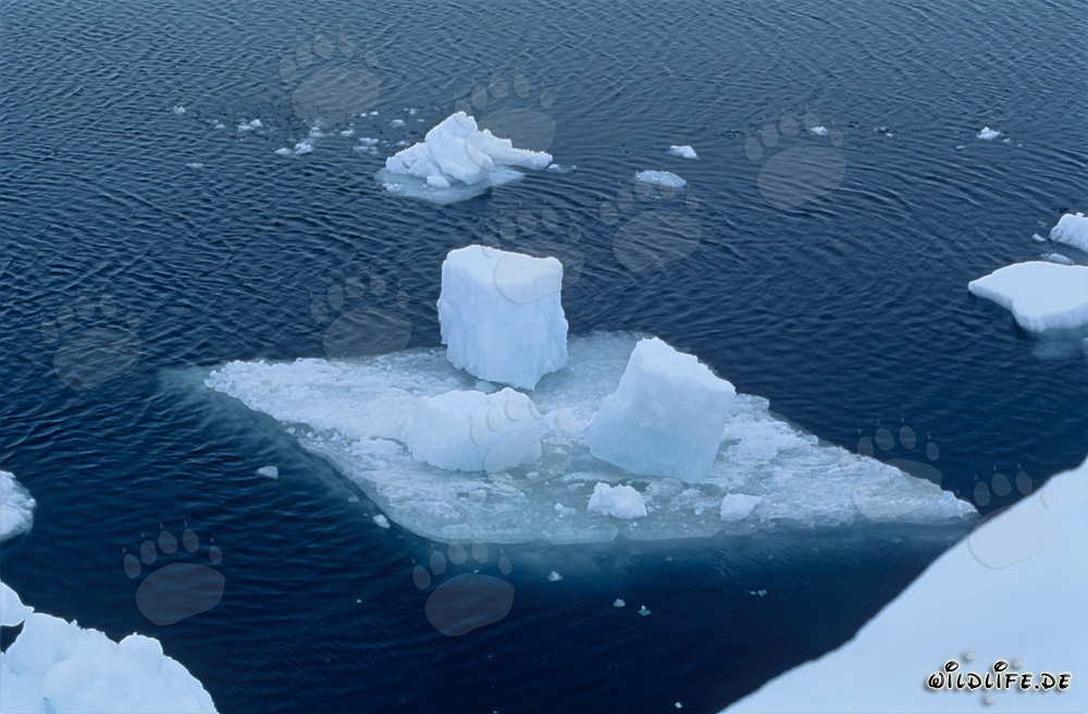Pequeño témpano de hielo en Cape Anne