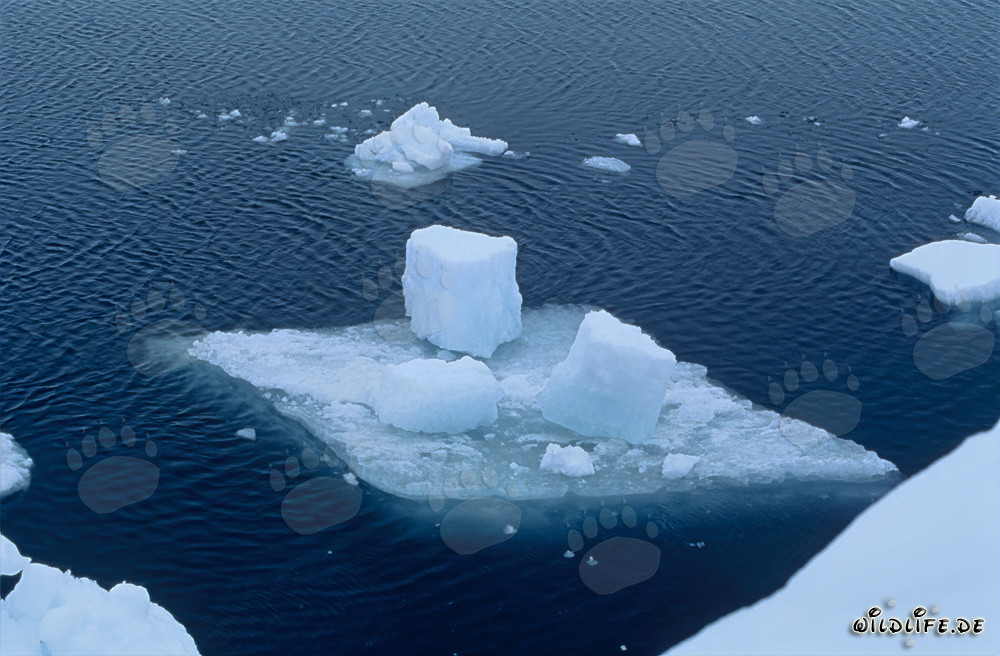 Small ice floe at Cape Anne