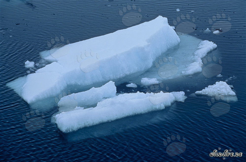 Banchi di ghiaccio alla deriva al Cape Anne