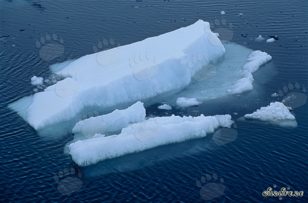 Treibende Eisschollen am Cape Anne