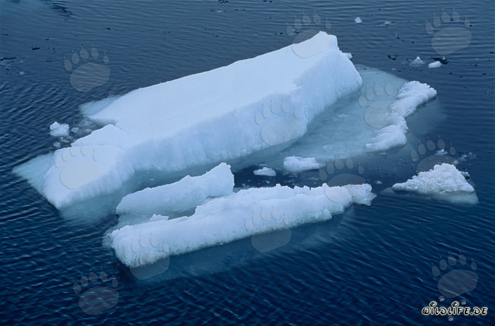 Icebergs dérivants au Cap Anne