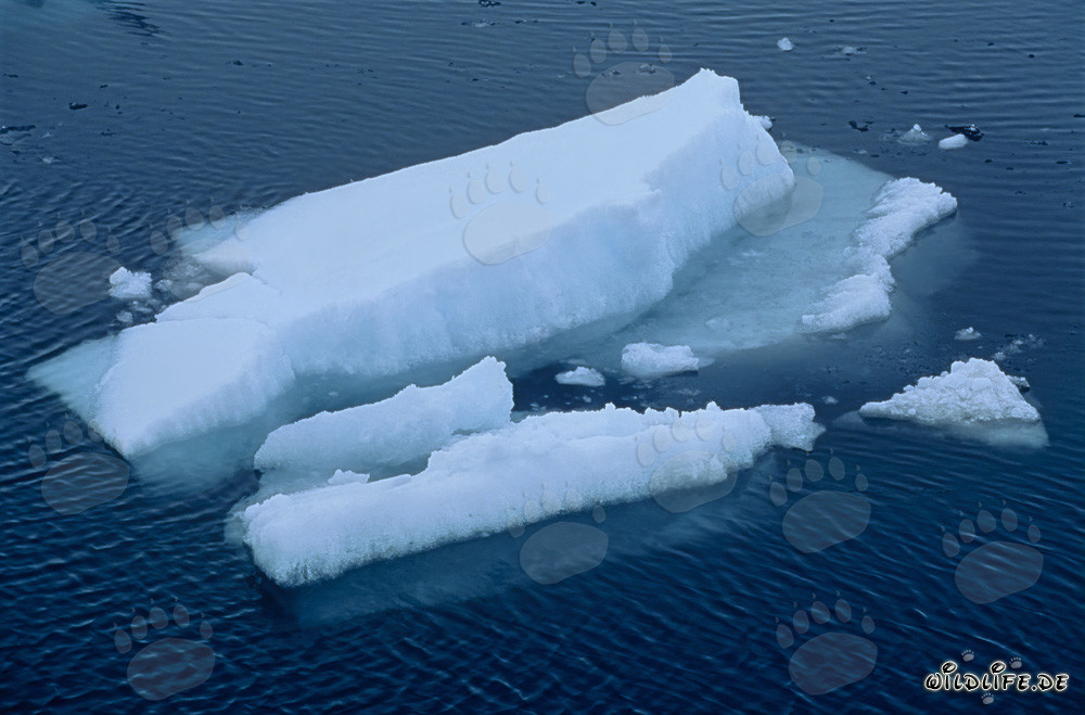 Sea ice at Cape Anne