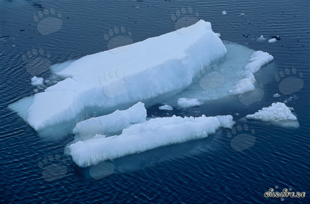 Témpanos de hielo a la deriva en Cape Anne
