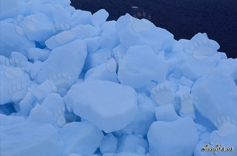 Glace de mer arctique au rivage du cap Anne, Nunavut, Canada
