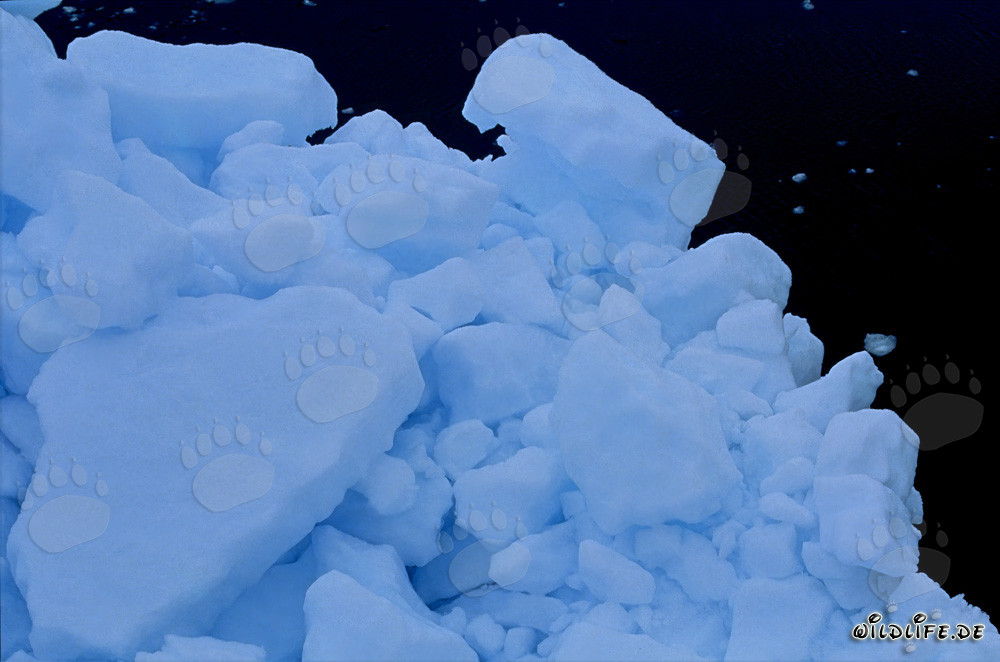 Fascinating Sea Ice in the Arctic