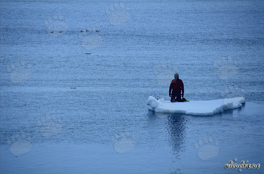 Buzo en icebergs en el Cabo Anne