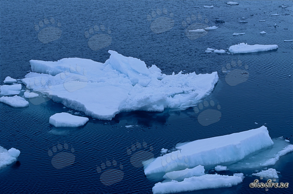 Iceberg al Capo Anne