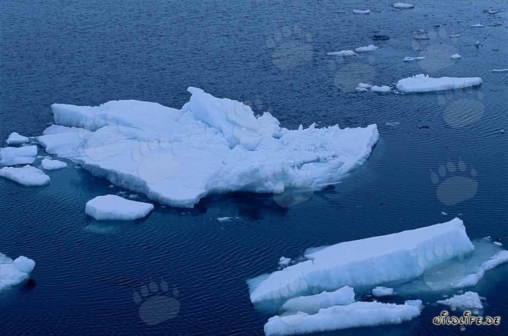 Icebergs en el Cabo Anne