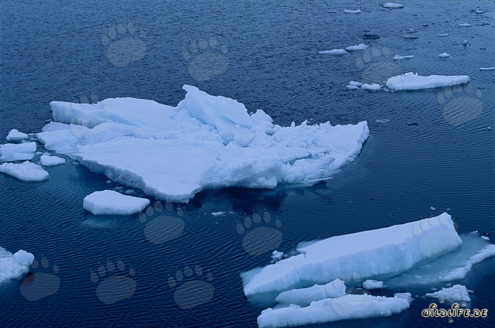 Sea Ice at Cape Anne