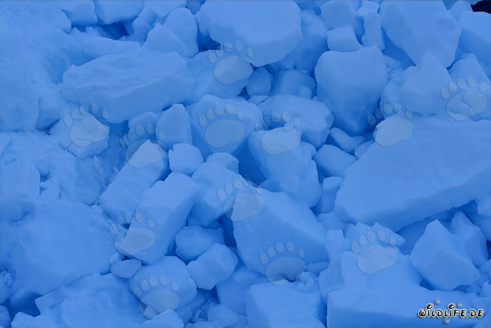 Fascinating Arctic pack ice in front of Cape Anne, Canada