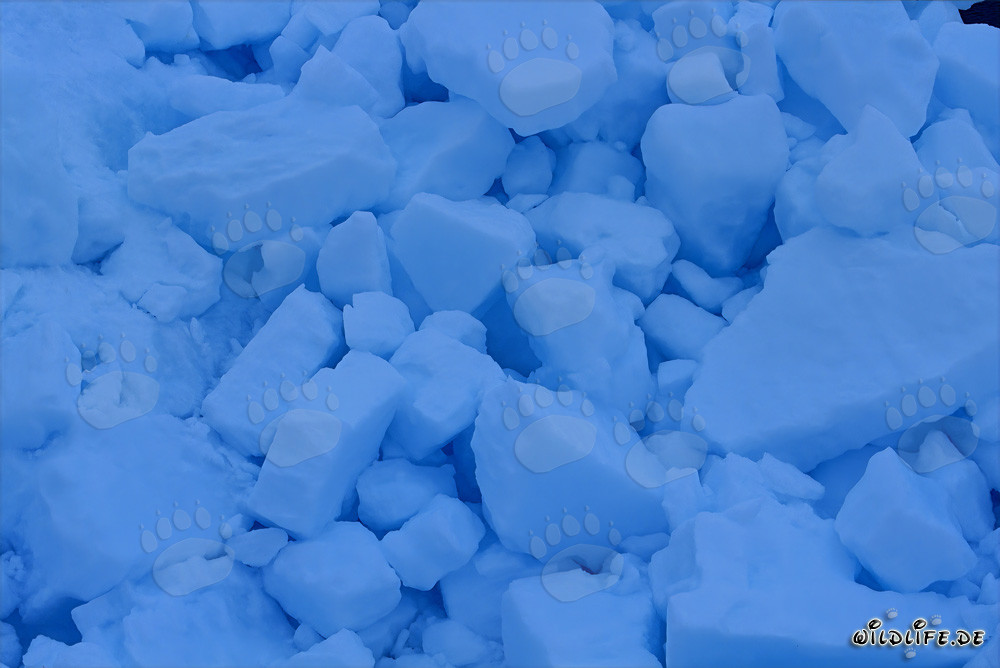 Pack de glace fascinant dans l'Arctique devant Cape Anne, Canada