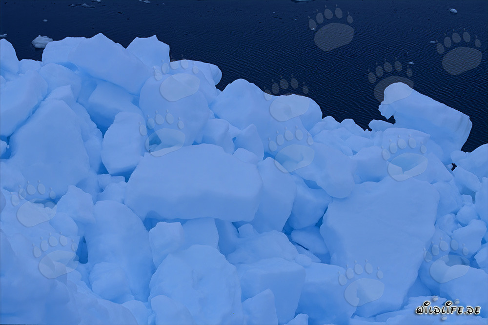 Glace de mer arctique au Cap Anne