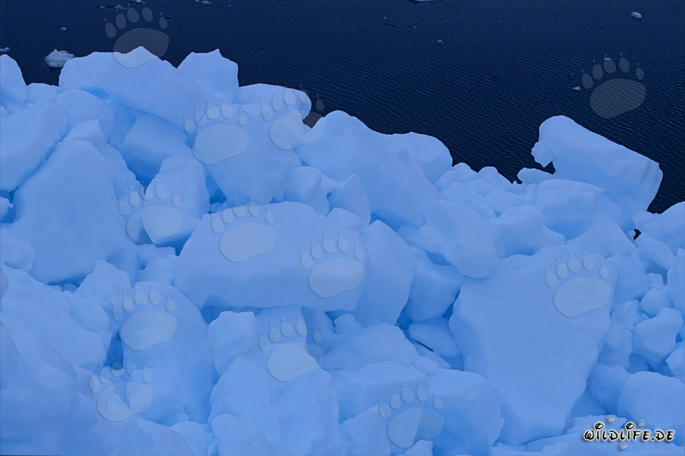 Hielo marino ártico en Cape Anne