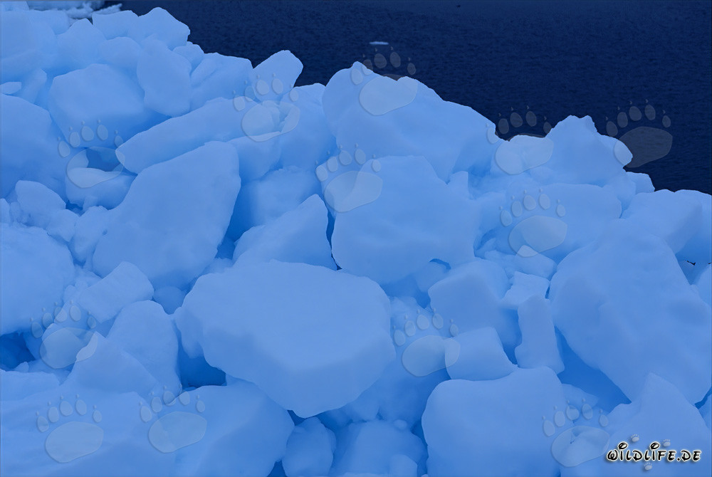 Majestic Pack ice Wonderland at Cape Anne
