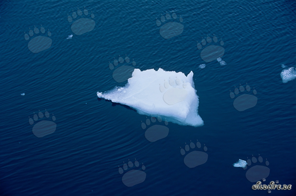Étrange banquise au cap Anne au Canada