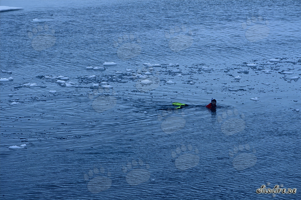 Buzo descubre el fascinante mundo del mundo submarino ártico