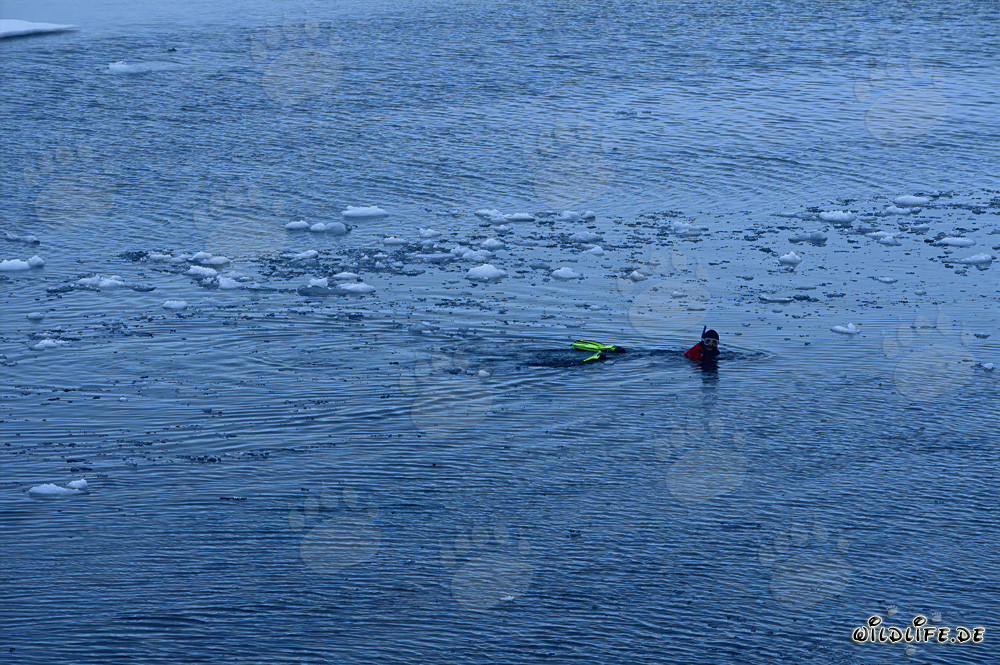 Diver explores the fascinating world of the Arctic underwater landscape