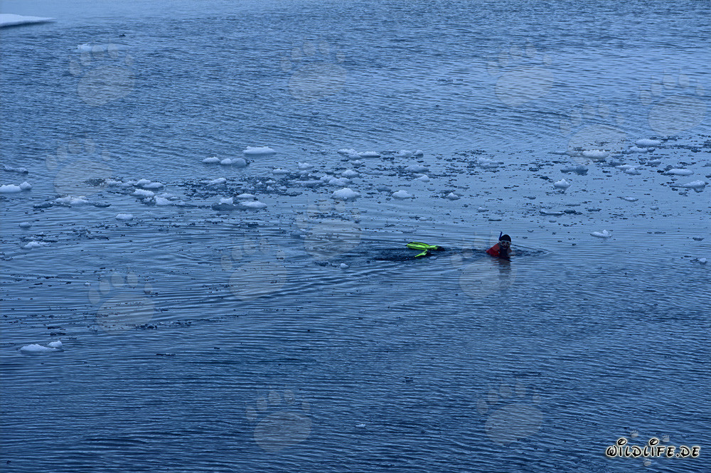Plongeur en apnée découvre le monde fascinant du monde sous-marin arctique