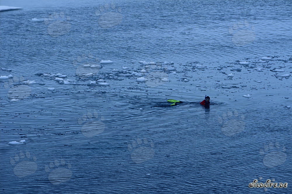 Snorkeling scopre il mondo affascinante del mondo subacqueo artico