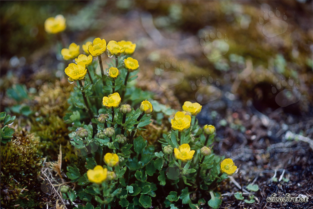 Discover vibrant yellow Arctic Cinquefoil on Cape Ann