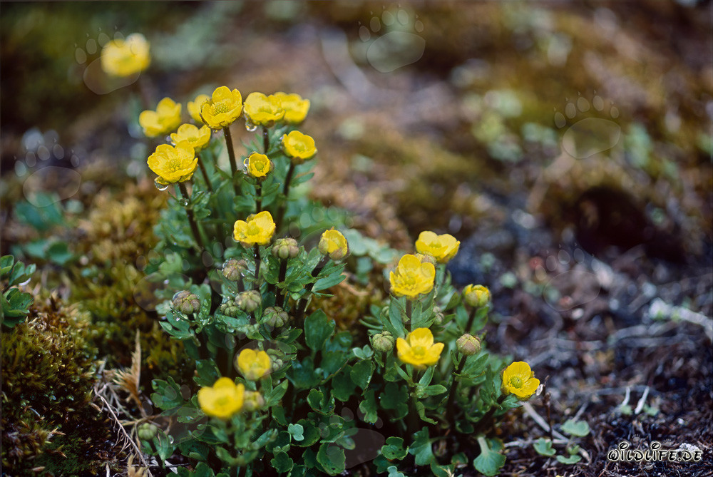 Descubrir la potentilla hipártica amarilla brillante en Cape Ann