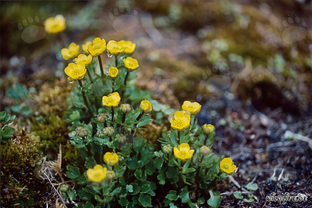 Scoprire la potentilla iparctica gialla brillante a Cape Ann