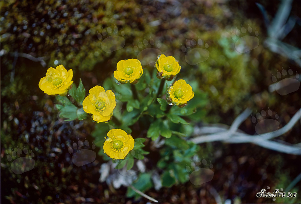 La potentilla artica