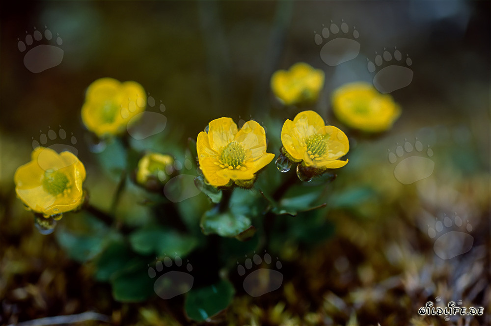 Arctic cinquefoil (Potentilla hyparctica) blooms in vibrant yellow in the Arctic