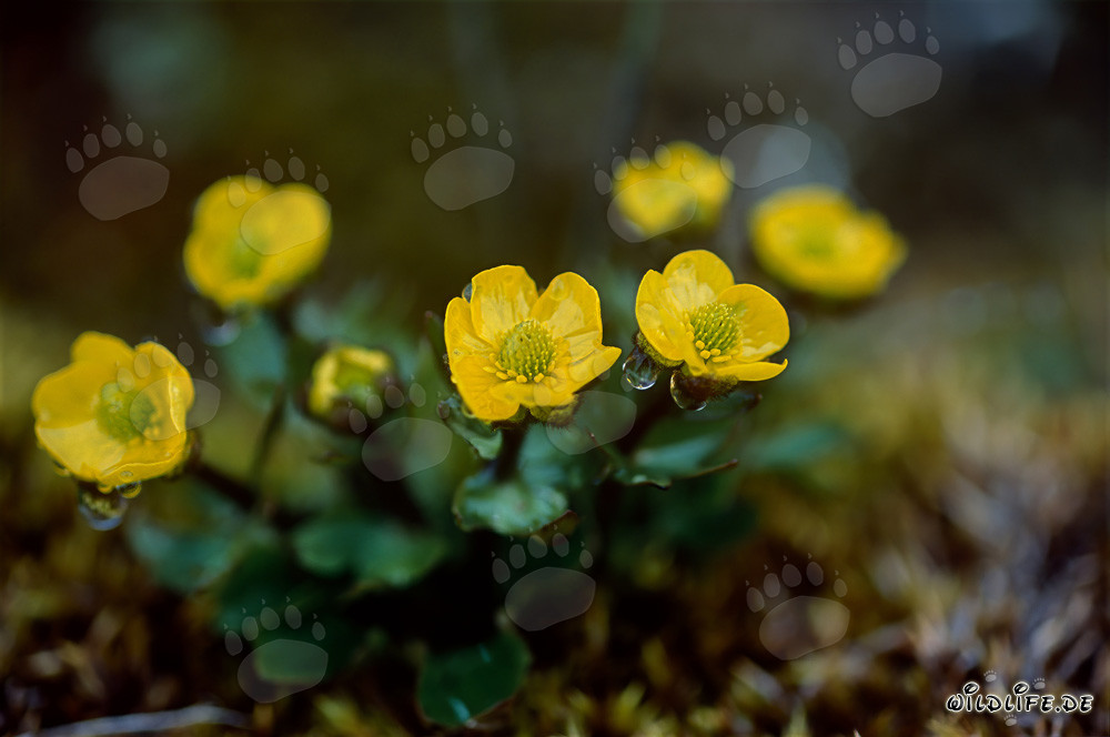 Polar-Fingerkraut (Potentilla hyparctica) in der Arktis blüht in leuchtendem Gelb