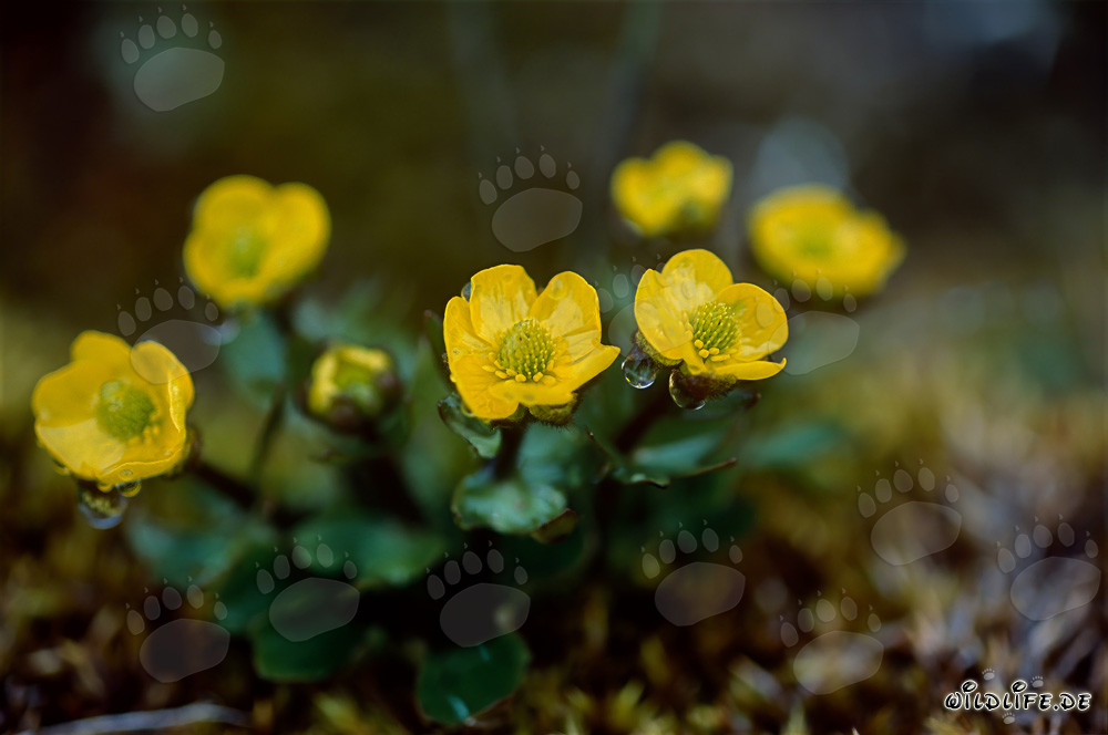 La potentilla hipártica (Potentilla hyparctica) florece en amarillo brillante en el Ártico