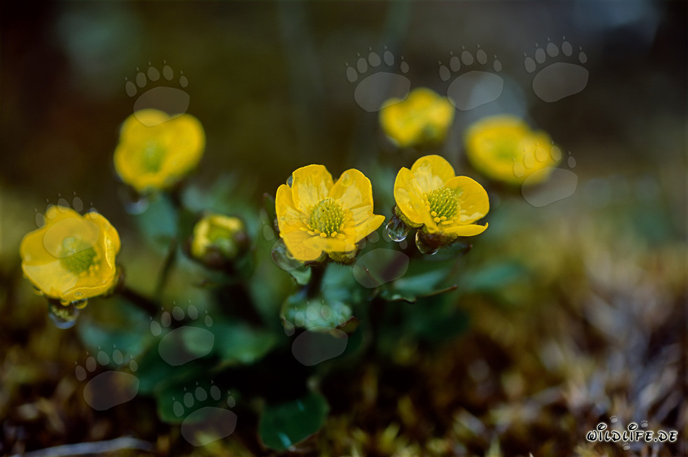 Il Potentilla ipartica (Potentilla hyparctica) fiorisce in giallo brillante nell'Artico