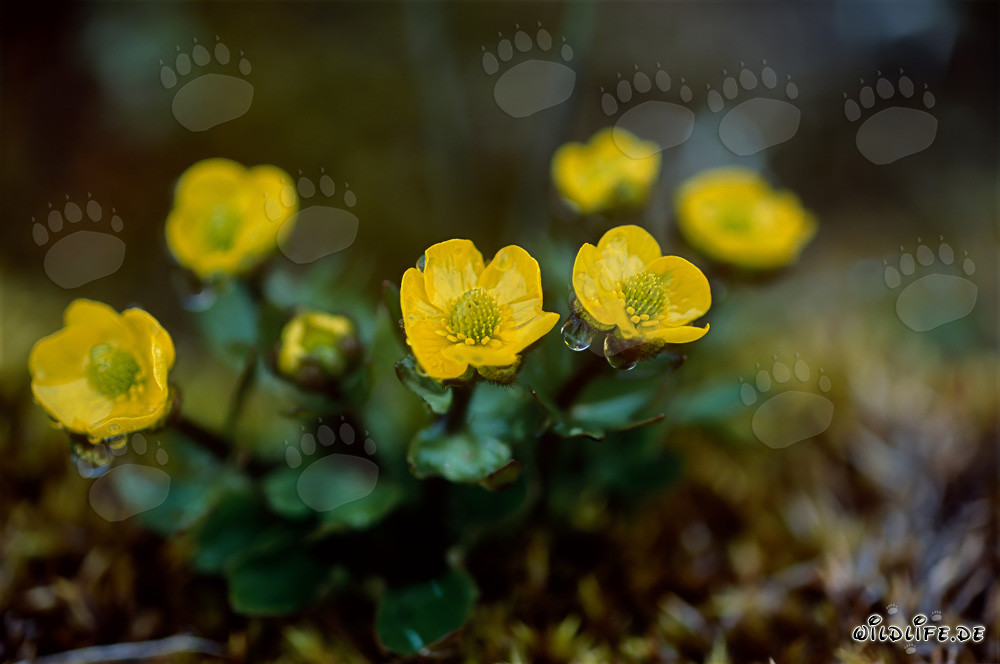 Le Potentille hyparctica (Potentilla hyparctica) fleurit en jaune vif dans l'Arctique
