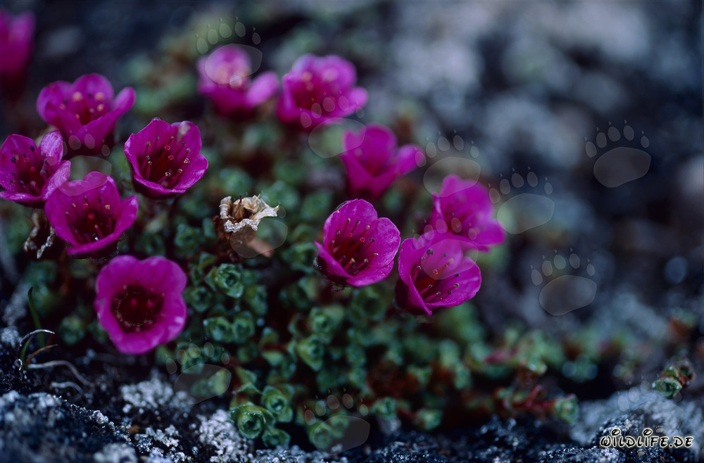 Colorful Carpet of Purple Saxifrage - Purple Mountain Saxifrage