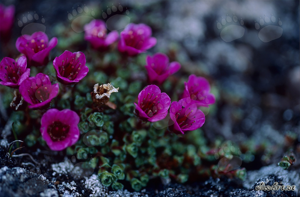 Tapis coloré de saxifrage à feuilles opposées - Saxifrage rouge