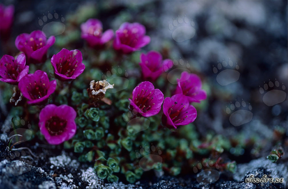 Tapiz colorido de saxifragia opuesta - Saxifragia roja