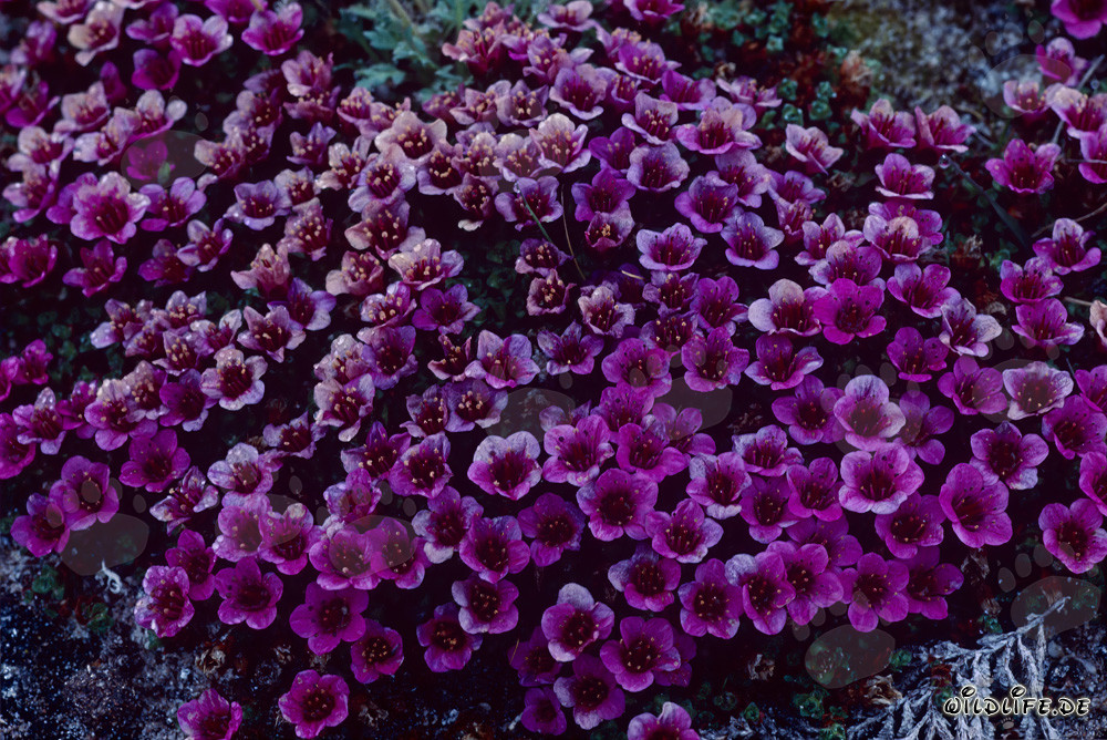 Purple Mountain Saxifrage - The Floral Beauty of the Arctic