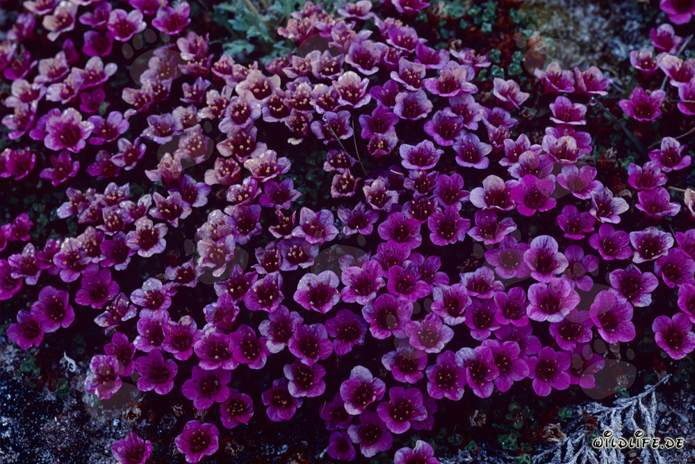 Sassifraga rossa - Lo splendore floreale dell'Artico