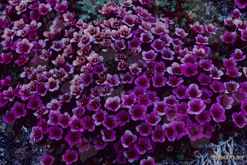 Saxifrage opposée rouge - La splendeur florale de l'Arctique
