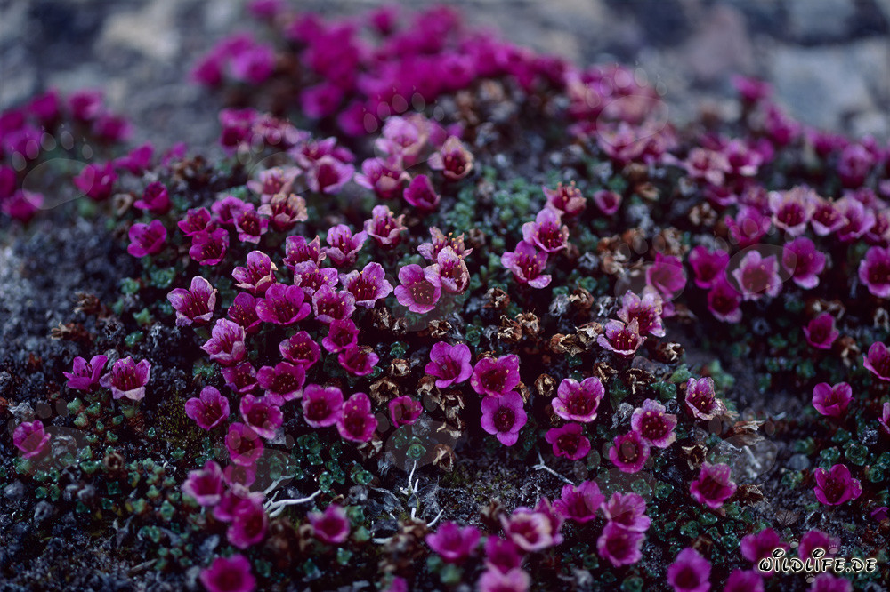 Purple saxifrage - Red flower mat in the Arctic