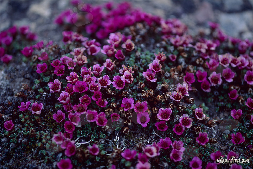 Sassifraga opposta - Tappeto di fiori rossi nell'Artico