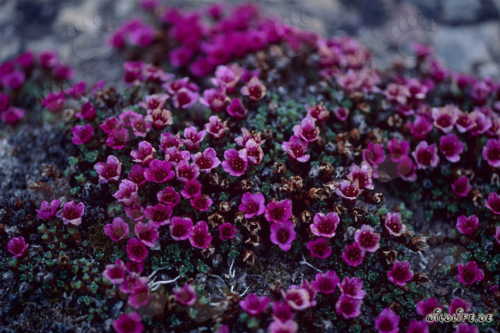 Saxífraga opuesta - Alfombra de flores rojas en el Ártico