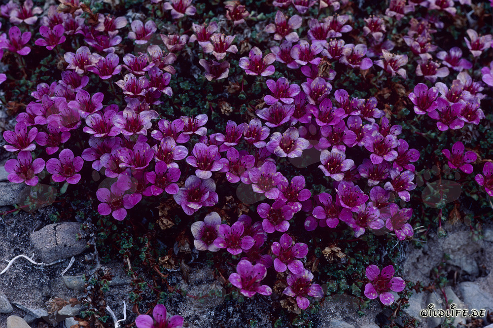 Red Purple Saxifrage on Cape Anne in Canada