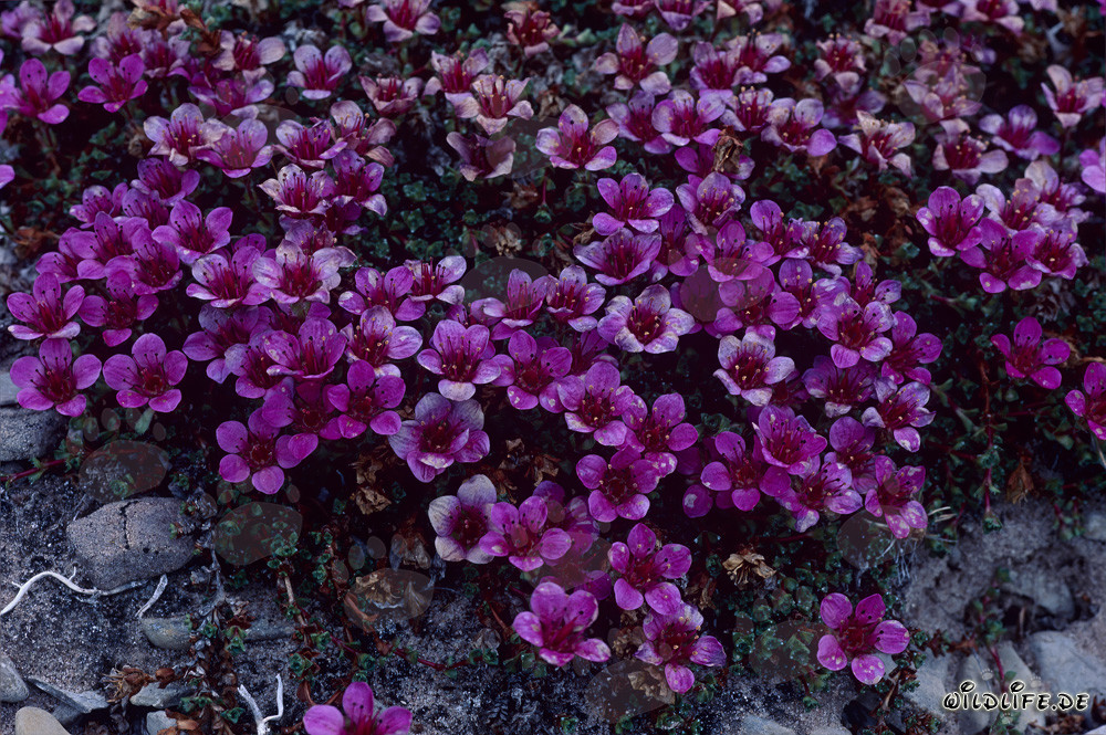 Roter Gegenblättriger Steinbrech auf Cape Anne in Kanada