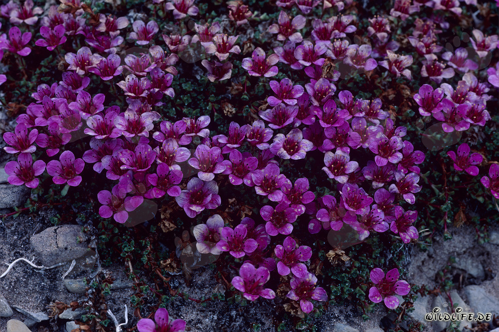 Saxifraga opposta rossa a Cape Anne in Canada