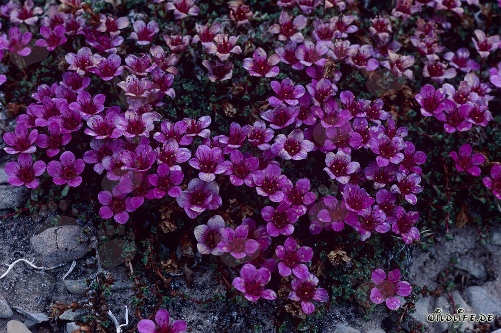 Saxifraga opuesta roja en Cape Anne en Canadá