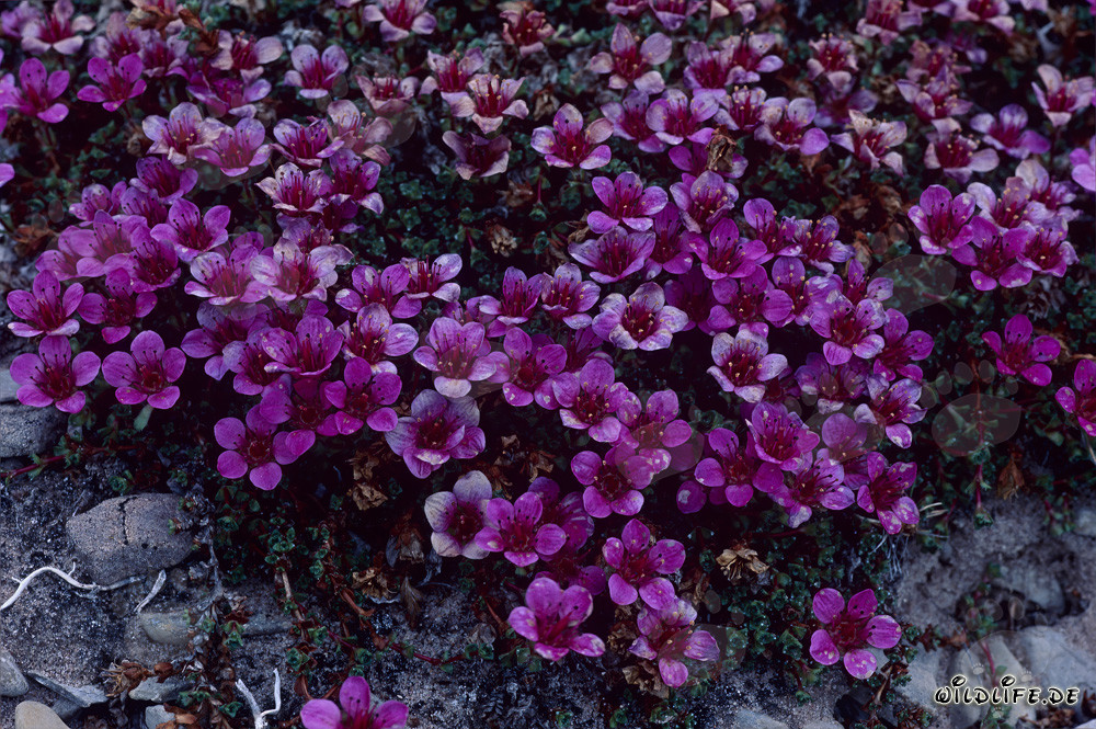 Le Saxifrage à feuilles opposées rouge sur Cape Anne au Canada