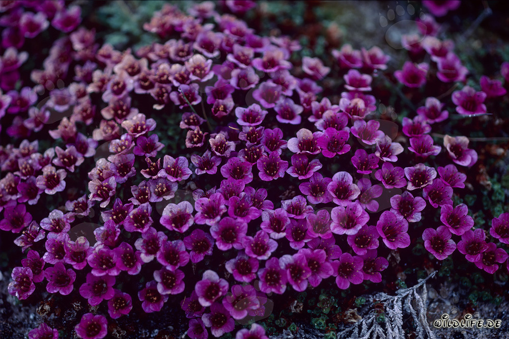 Purple saxifrage - Blossoming beauty in the Arctic