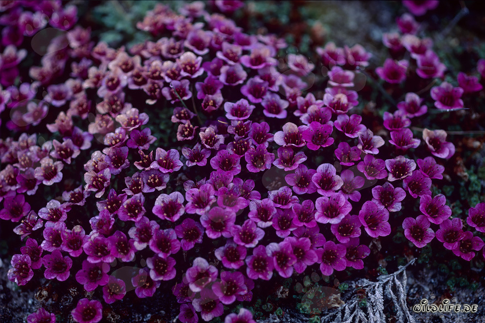 Saxifraga opuesta - Esplendor floral en el Ártico