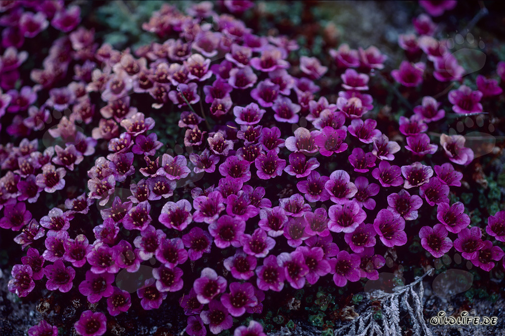 Saxifrage à feuilles opposées - Splendeur florale dans l'Arctique