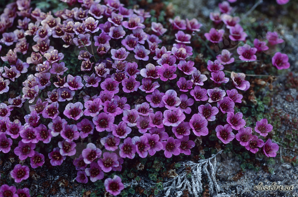 Purple saxifrage - an early bloomer in the Arctic